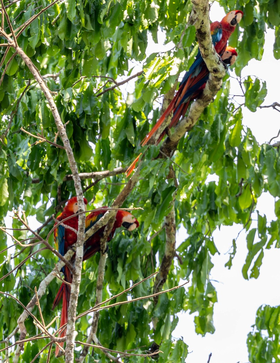 Scarlet Macaw - ML608338225