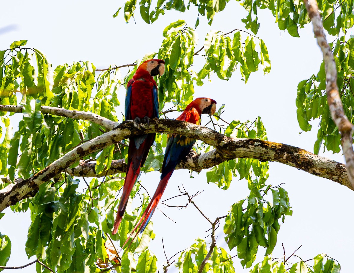 Scarlet Macaw - ML608338226