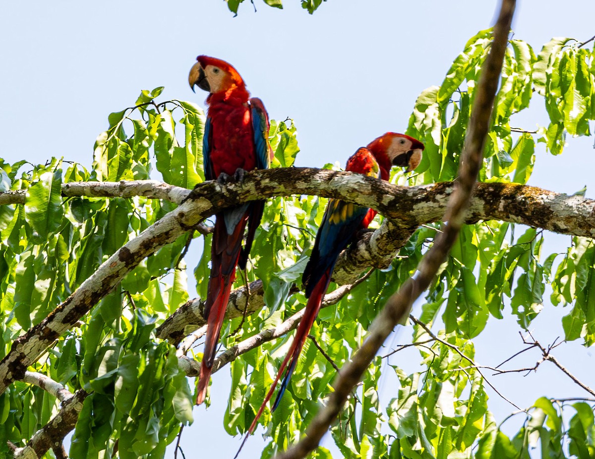 Scarlet Macaw - ML608338227