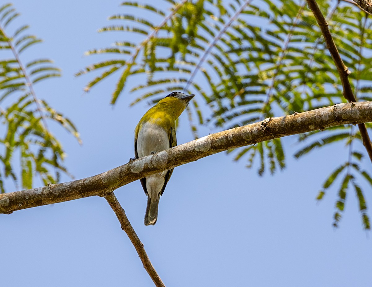 Green-backed Becard (Yellow-cheeked) - ML608338243