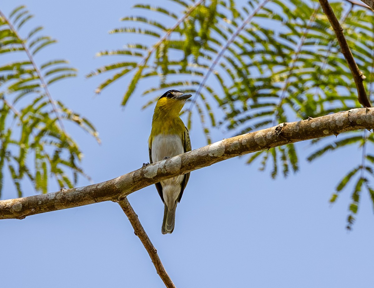 Green-backed Becard (Yellow-cheeked) - ML608338244