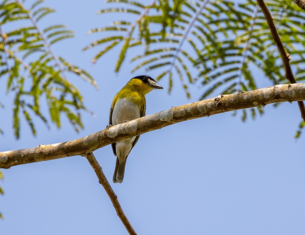 Green-backed Becard (Yellow-cheeked) - ML608338245