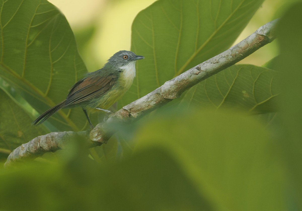 Kangean Tit-Babbler - Alex Berryman