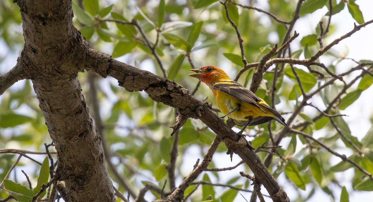 Western Tanager - ML608338388