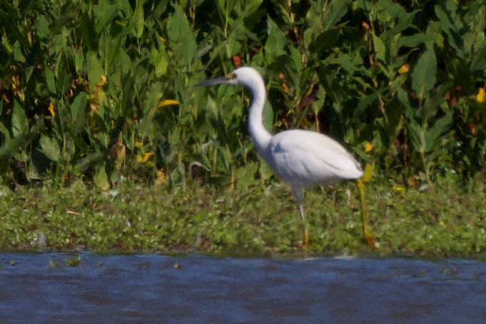 eBird Checklist - 31 Aug 2023 - North Fork Waterfowl Resting Area - 34 ...