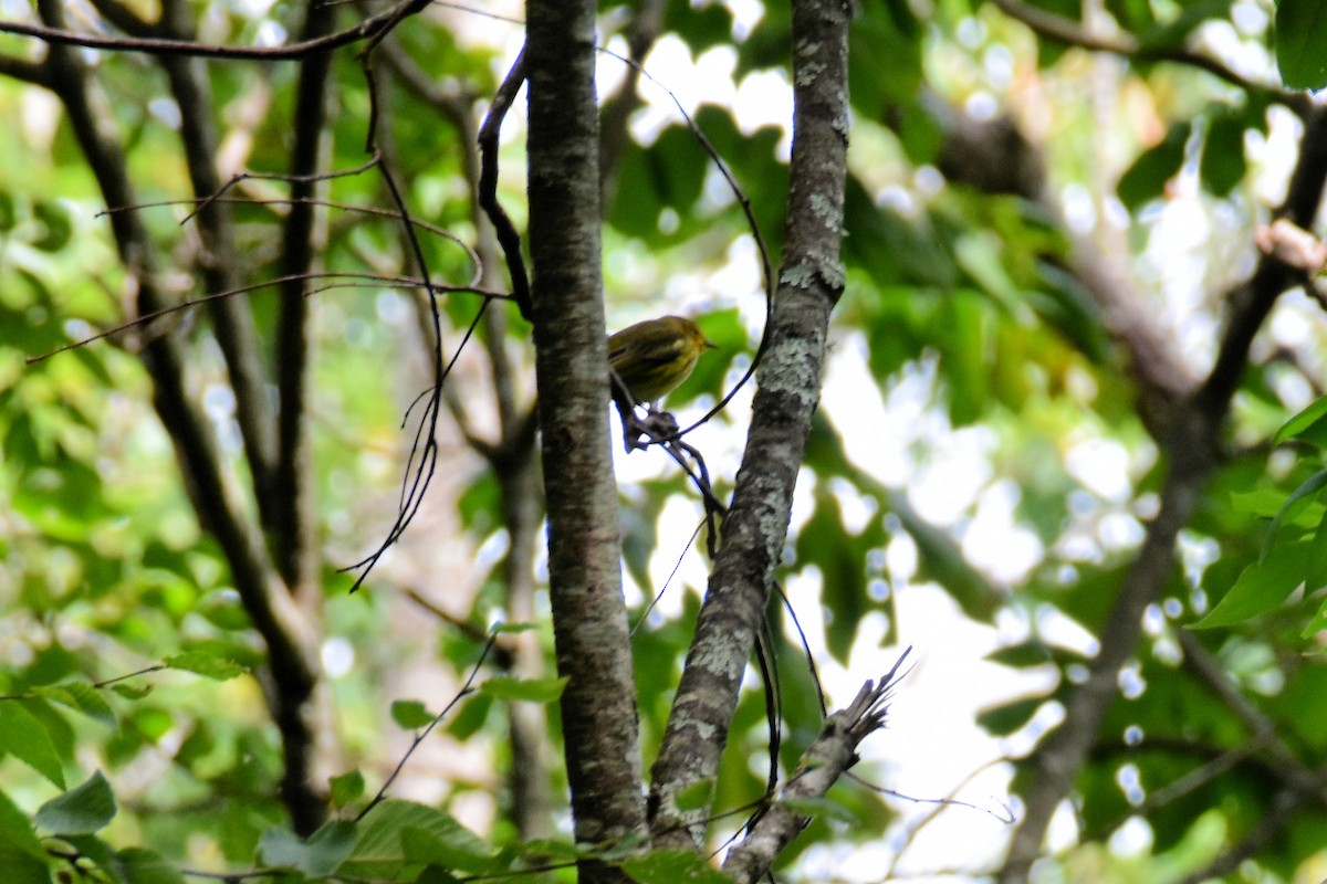 Cape May Warbler - ML608339109