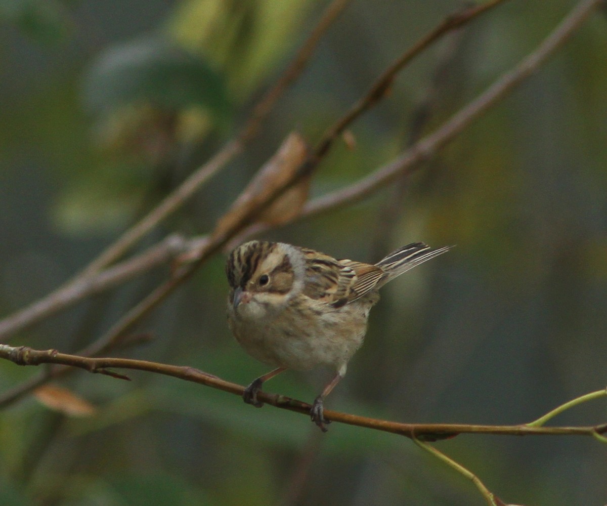 Clay-colored Sparrow - ML608339134