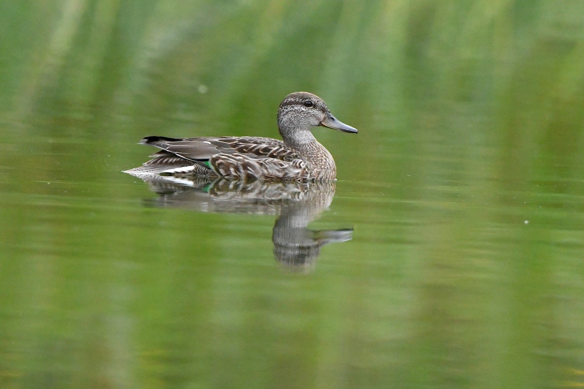 Blue-winged Teal - ML608339359