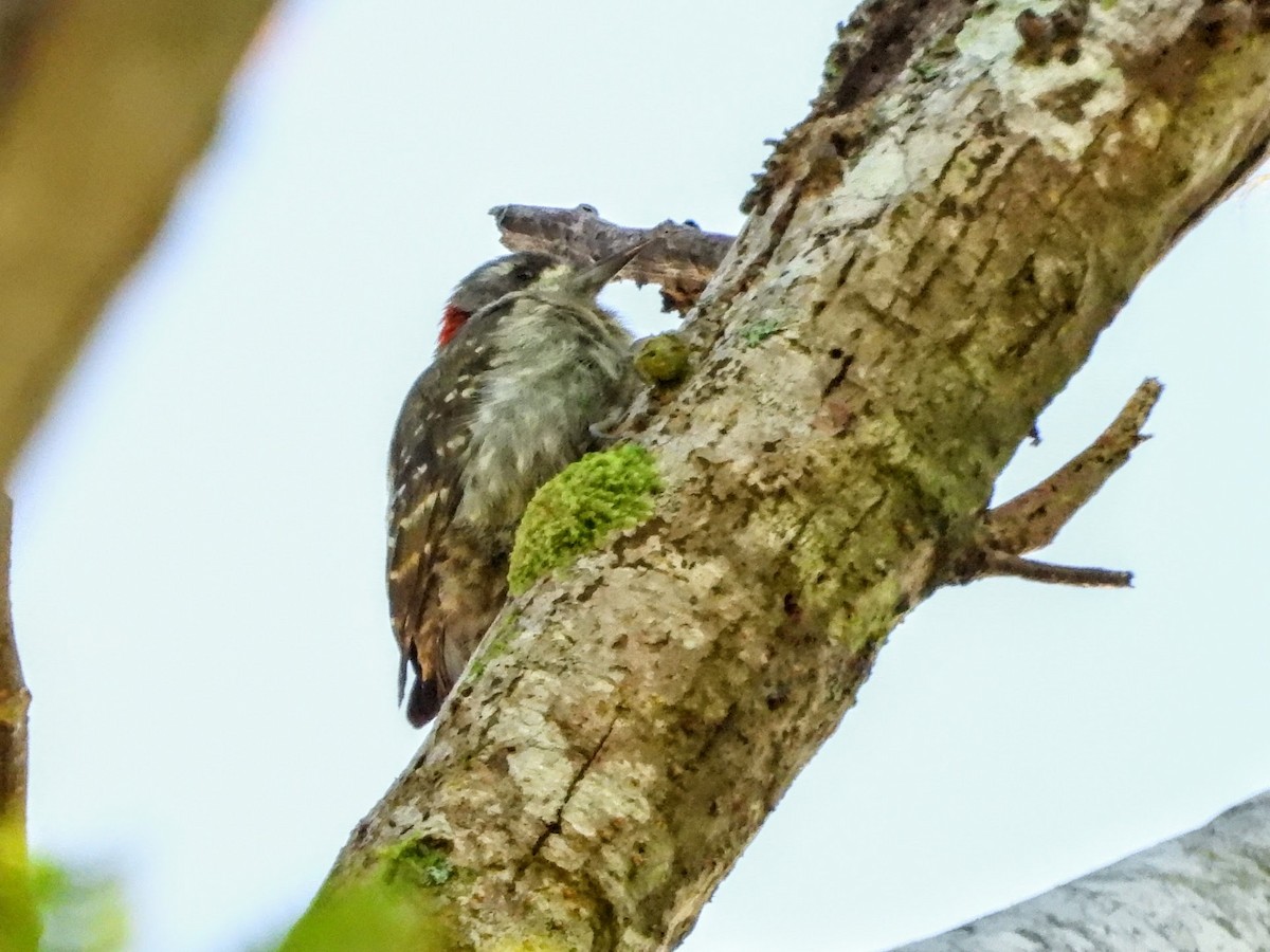Sulawesi Pygmy Woodpecker - ML608339454