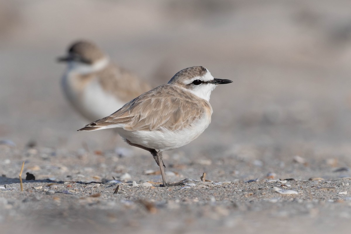 White-fronted Plover - ML608339502