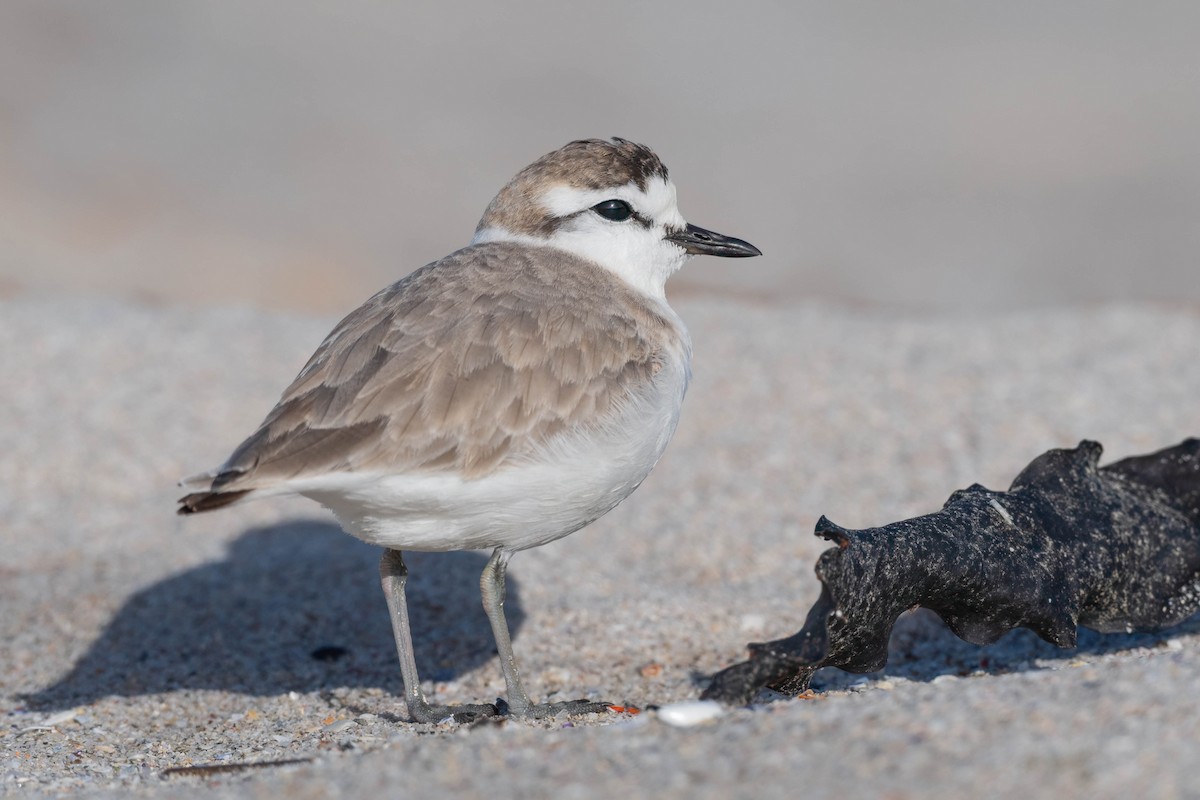 White-fronted Plover - ML608339504