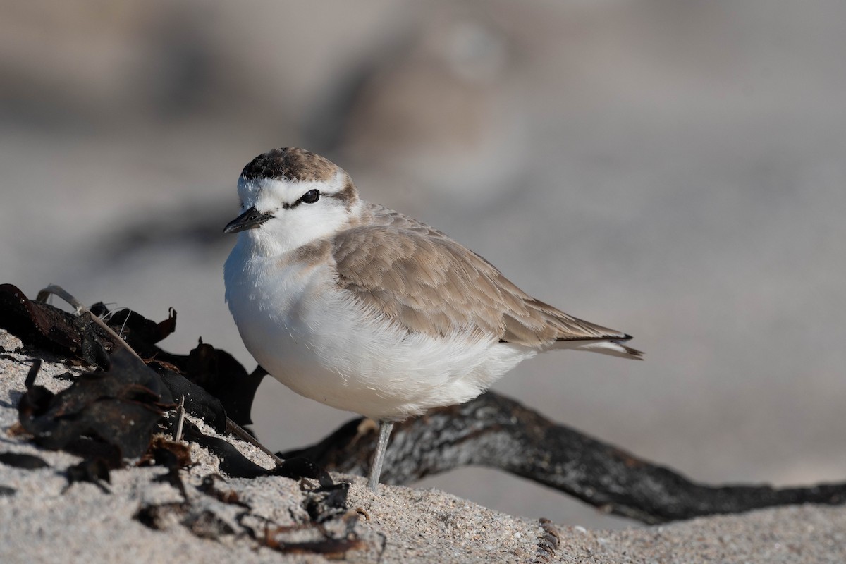 White-fronted Plover - Terence Alexander