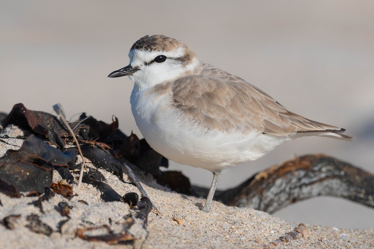 White-fronted Plover - ML608339506