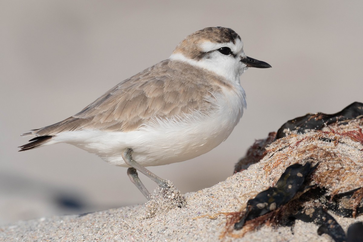 White-fronted Plover - Terence Alexander