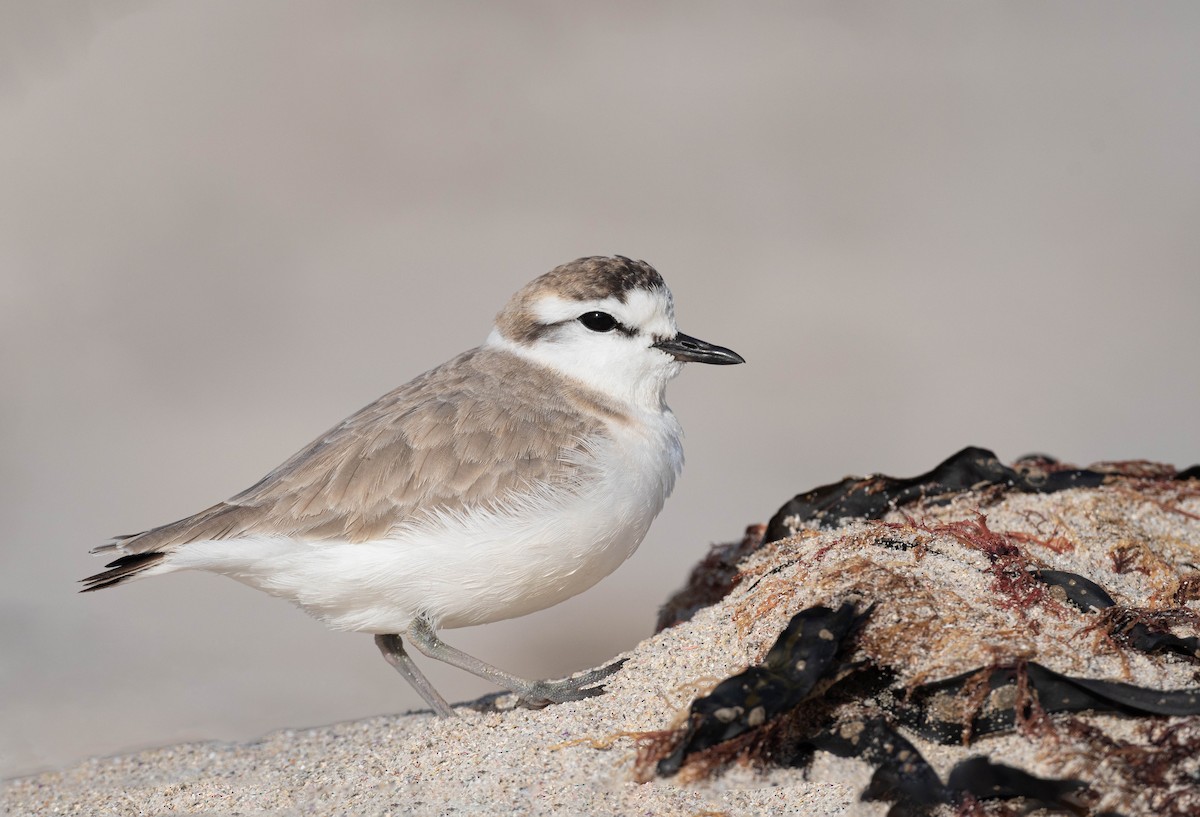White-fronted Plover - ML608339513