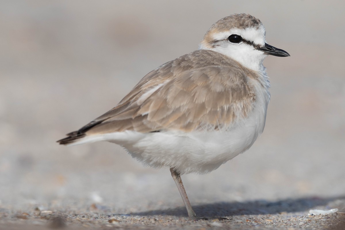 White-fronted Plover - ML608339514