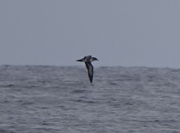 Pink-footed Shearwater - ML608339545