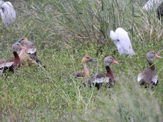 Fulvous Whistling-Duck, ML608339601