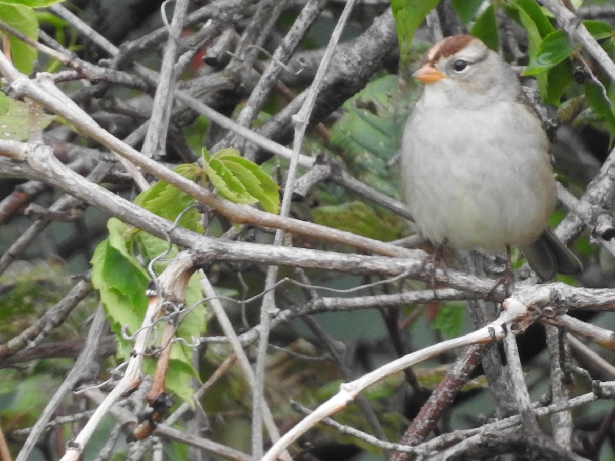 White-crowned Sparrow - ML608339947