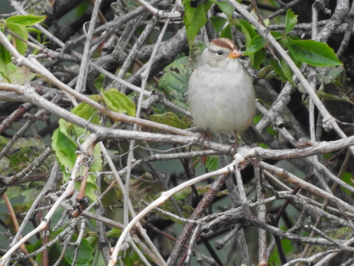 White-crowned Sparrow - ML608339948