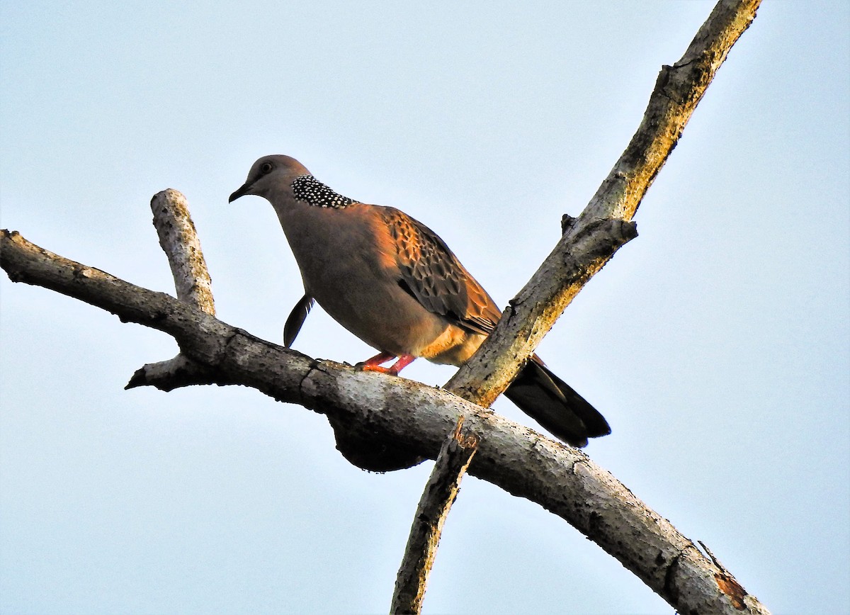 Spotted Dove - ML608340472