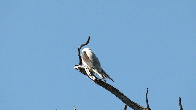 Black-shouldered Kite - ML608340651