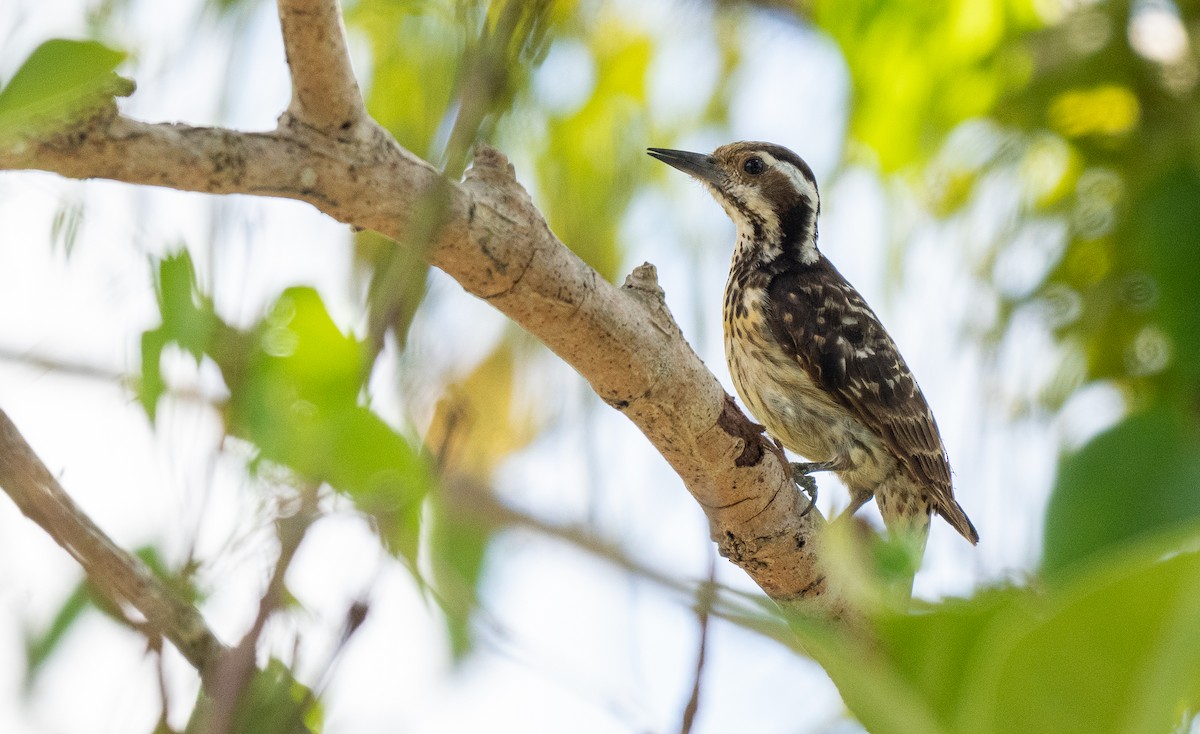 Philippine Pygmy Woodpecker - ML608341355