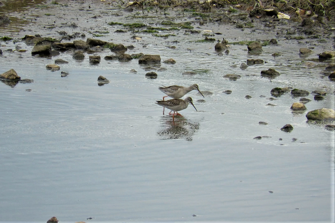 Spotted Redshank - ML608341426