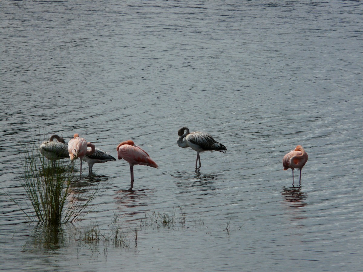 Ebird Checklist Aug St Marks Nwr Lighthouse Pool Flats