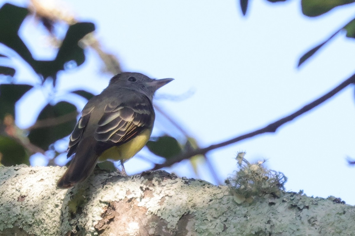 Great Crested Flycatcher - ML608341948