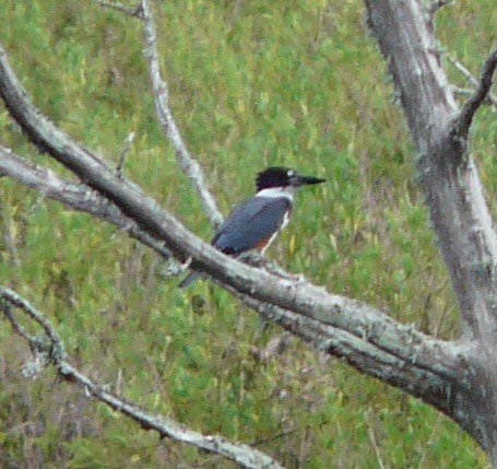 Belted Kingfisher - ML608342111