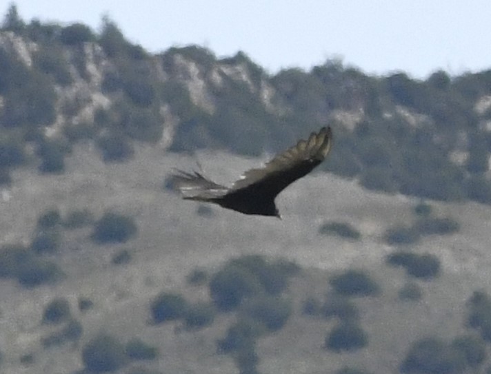 Turkey Vulture - ML608343093