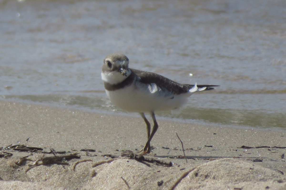 Semipalmated Plover - ML608343624