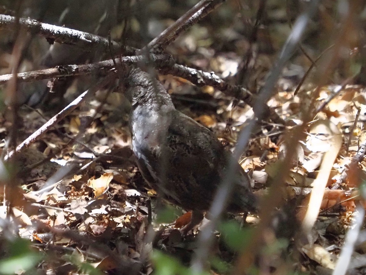 Ebird Checklist Aug Angeles Nf Castle Canyon Trail