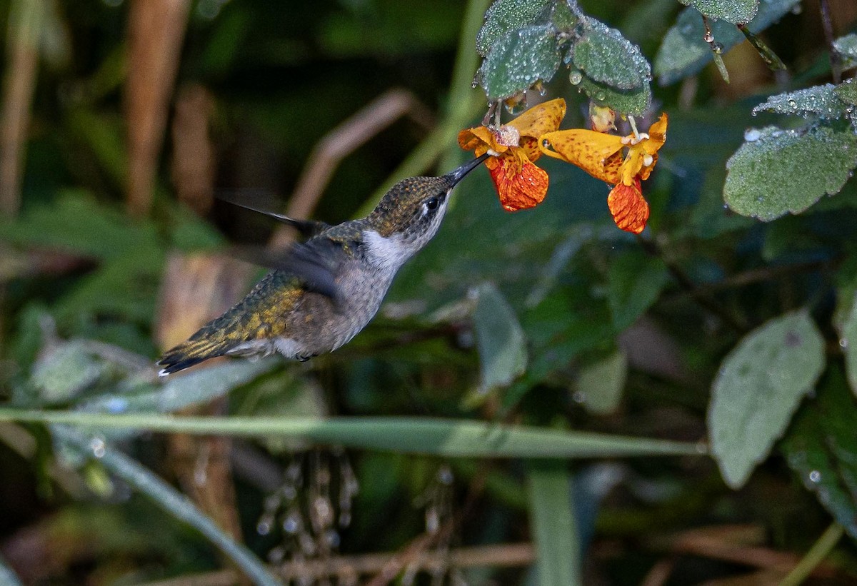 Ruby-throated Hummingbird - ML608344762