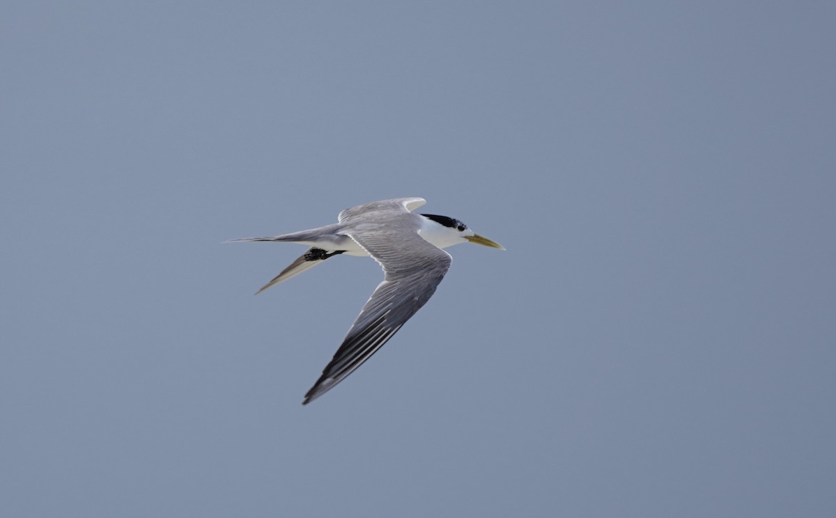 Great Crested Tern - ML608344941