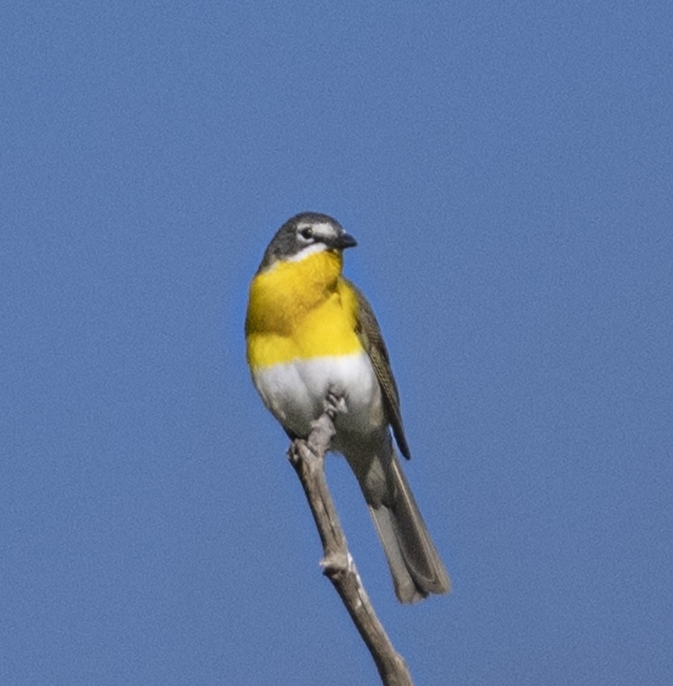 Yellow-breasted Chat - ML608345047