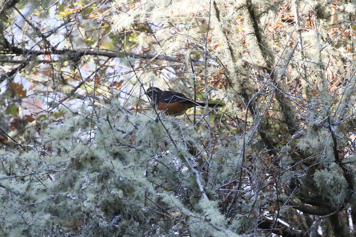 Spotted Towhee - ML608345078