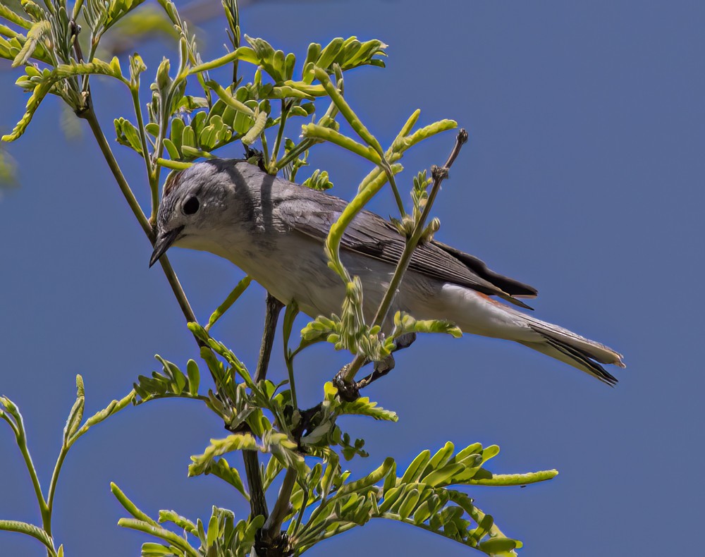 Lucy's Warbler - ML608345080