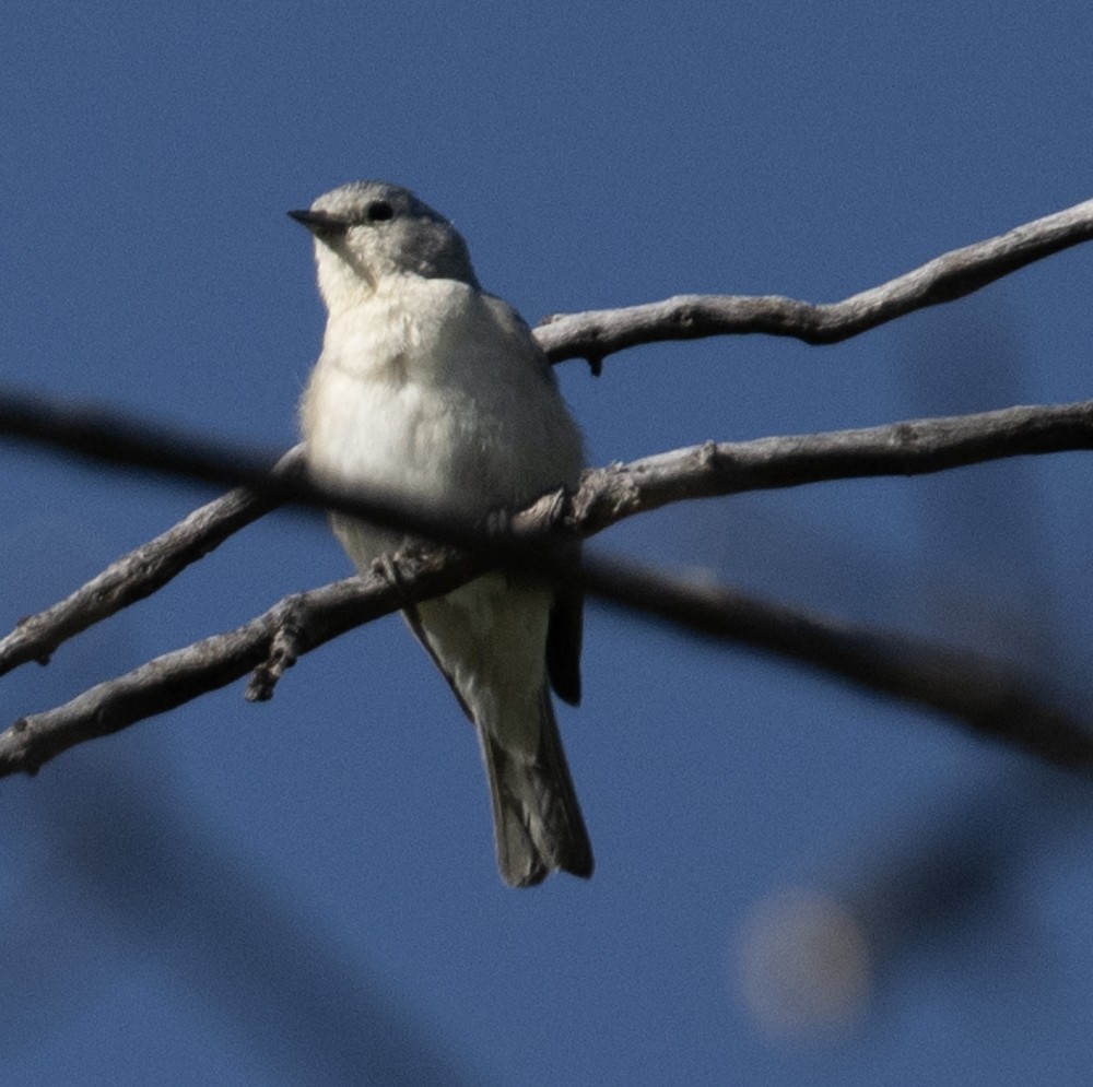 Lucy's Warbler - ML608345089