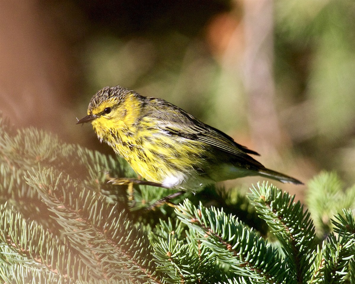 Cape May Warbler - ML608345132