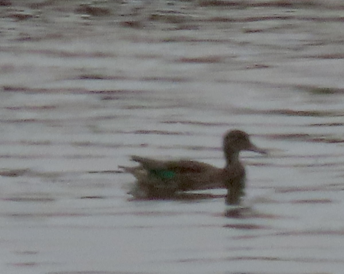 Green-winged Teal - ML608345500