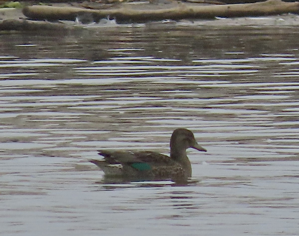 Green-winged Teal - ML608345501