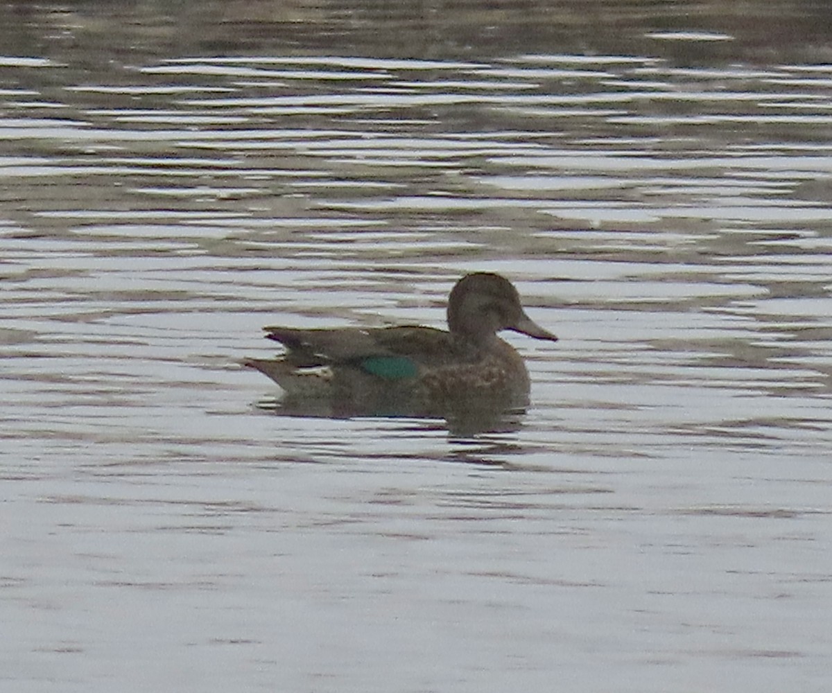 Green-winged Teal - ML608345502
