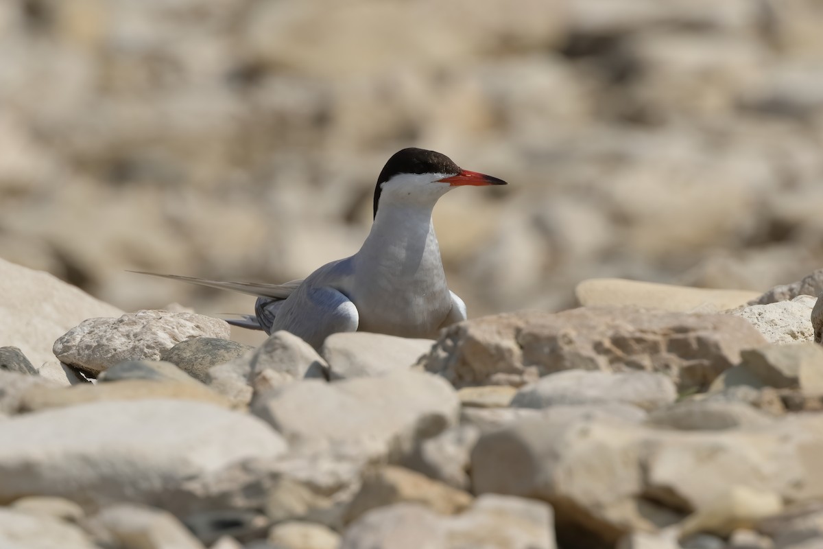 Common Tern - Marcus Buck