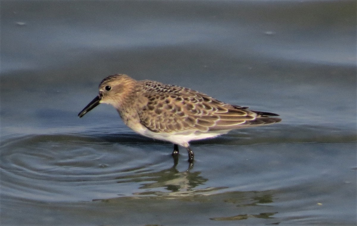 Semipalmated Sandpiper - Ted Hindmarch