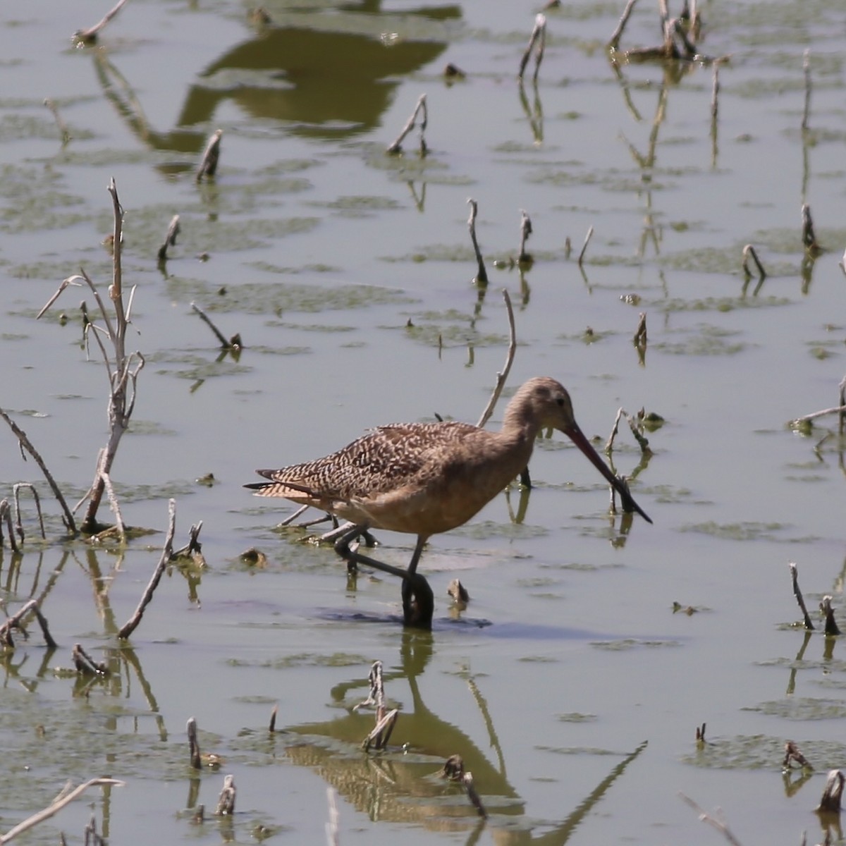 EBird Checklist 31 Aug 2023 Los Banos WTP Restricted Access 38 Species