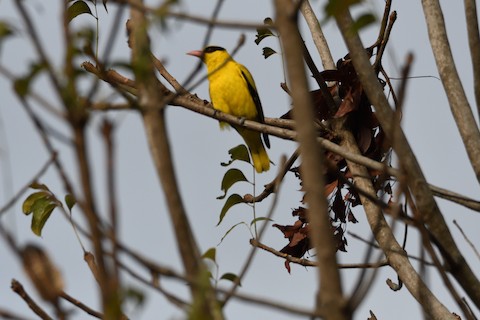 Black-naped Oriole - eBird