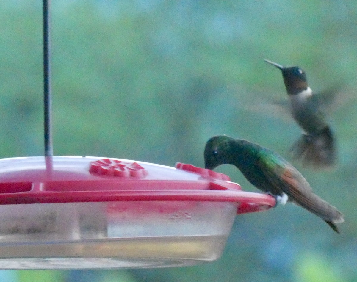Ruby-throated Hummingbird - ML608346838