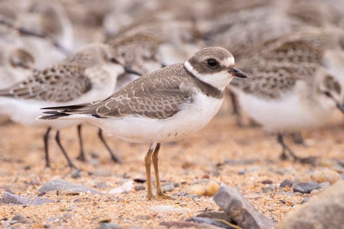 Semipalmated Plover - Lyall Bouchard